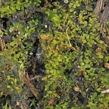 Attēlu rezultāti vaicājumam “Riccardia incurvata”