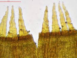 Attēlu rezultāti vaicājumam “Orthotrichum cupulatum var. riparium sporophyte”