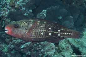 Image result for Chlorurus sordidus