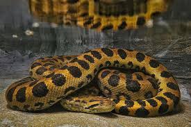 Attēlu rezultāti vaicājumam “Reptilia”