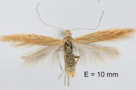 Attēlu rezultāti vaicājumam “Coleophora alticolella”