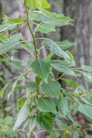 Attēlu rezultāti vaicājumam “Populus x berolinensis leaf”
