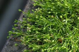 Attēlu rezultāti vaicājumam “Sagina procumbens”