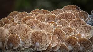 Attēlu rezultāti vaicājumam “Panellus stipticus”