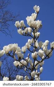 Attēlu rezultāti vaicājumam “Magnolia cylindrica”
