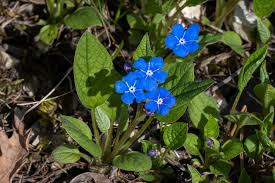 Image result for Omphalodes verna