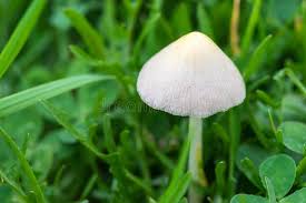 Attēlu rezultāti vaicājumam “Panaeolus papilionaceus”