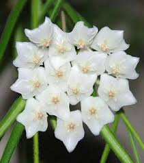 Image result for Alonsoa linearis