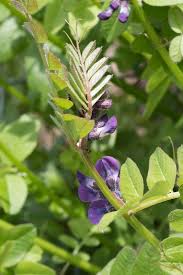 Attēlu rezultāti vaicājumam “Vicia sepium flower”