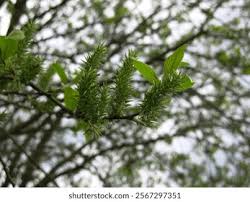 Attēlu rezultāti vaicājumam “Salix myrsinifolia”