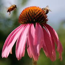 Attēlu rezultāti vaicājumam “Echinacea purpurea flower”