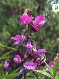 Attēlu rezultāti vaicājumam “Lathyrus vernus fruit”