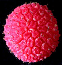 Attēlu rezultāti vaicājumam “Rubus nessensis fruit”