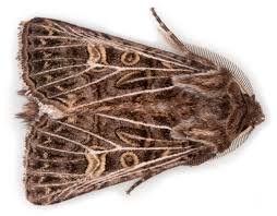 Attēlu rezultāti vaicājumam “Tholera decimalis”