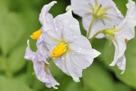 Attēlu rezultāti vaicājumam “Solanum tuberosum flower”