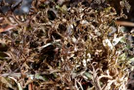 Attēlu rezultāti vaicājumam “Cetraria ericetorum”