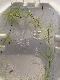 Attēlu rezultāti vaicājumam “Najas flexilis”