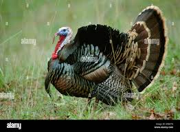 Attēlu rezultāti vaicājumam “Meleagris male”