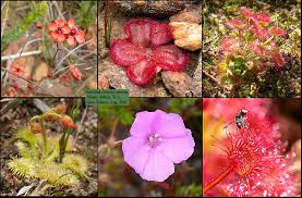 Attēlu rezultāti vaicājumam “Droseraceae”