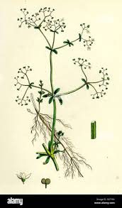 Attēlu rezultāti vaicājumam “Galium palustre leaf”