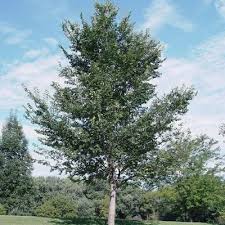 Attēlu rezultāti vaicājumam “Ulmus minor f. suberosa”