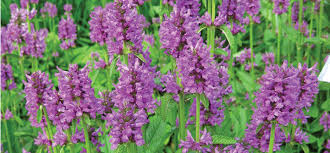 Attēlu rezultāti vaicājumam “Stachys officinalis leaf”