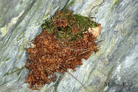 Attēlu rezultāti vaicājumam “Troglodytes troglodytes nest”