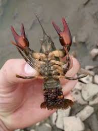 Attēlu rezultāti vaicājumam “Astacus astacus”