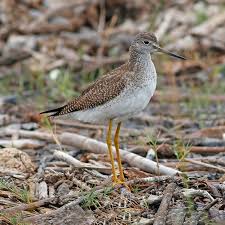 Image result for Tringa melanoleuca