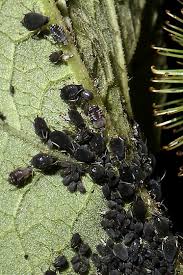 Attēlu rezultāti vaicājumam “Aphis fabae”