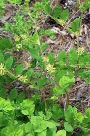 Attēlu rezultāti vaicājumam “Astragalus glycyphyllos flower”
