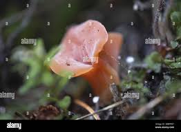 Attēlu rezultāti vaicājumam “Tremiscus helvelloides”