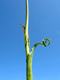 Image result for Tragopogon pratensis