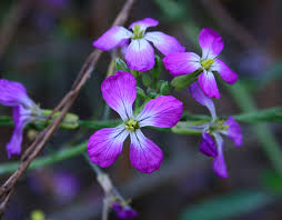 Attēlu rezultāti vaicājumam “Raphanus sativus flower”