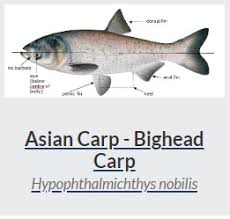 Image result for Cyprinus megalophthalmus