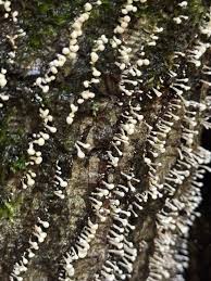 Attēlu rezultāti vaicājumam “Phleogena faginea stalked”