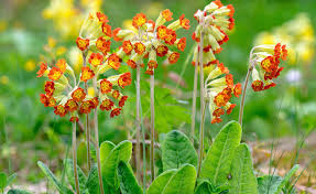 Image result for Schlüsselblumen