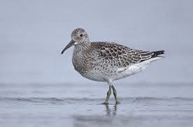 Image result for Calidris tenuirostris