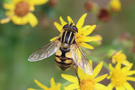 Attēlu rezultāti vaicājumam “Helophilus hybridus”