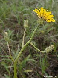Attēlu rezultāti vaicājumam “Crepis biennis leaf”