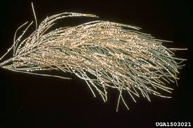 Attēlu rezultāti vaicājumam “Coleosporium sp.”