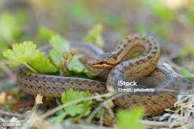 Attēlu rezultāti vaicājumam “Coronella austriaca adult”