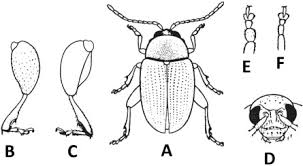 Attēlu rezultāti vaicājumam “Phyllotreta sp.”