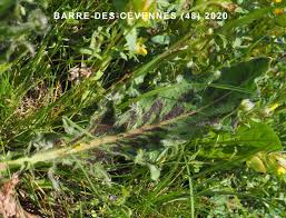 Attēlu rezultāti vaicājumam “Hypochaeris maculata”