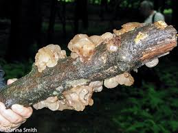 Attēlu rezultāti vaicājumam “Exidia recisa”