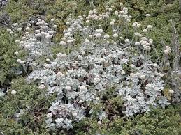 Attēlu rezultāti vaicājumam “Eriophorum latifolium leaf”