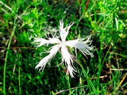 Attēlu rezultāti vaicājumam “Dianthus arenarius”