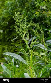 Attēlu rezultāti vaicājumam “Rumex confertus”