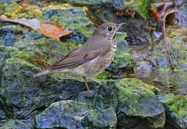 Image result for Catharus minimus