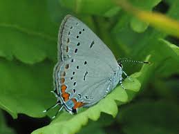 Attēlu rezultāti vaicājumam “Theclinae”